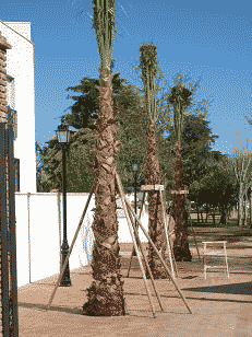 OTURA: palmeras en la entrada al Parque de la Estacin